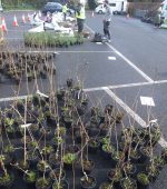 Some of the native trees given to succeddful applicants