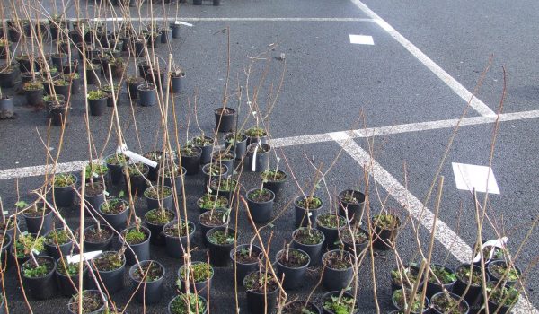 Some of the native trees given to succeddful applicants