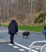 Steering the pig away from the main road