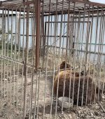 Tyapa in his small cage in Dagestan