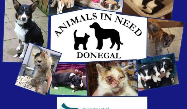 animals in need donegal