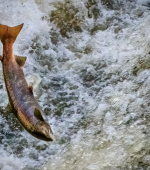 atlantic salmon