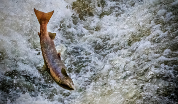 atlantic salmon