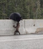 bear-saves-cub-road - Copy