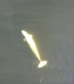 beluga whale