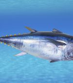 The IUCN says the Atlantic bluefin tuna is endangered. Its stocks have declined globally between 29 percent and 51 percent over the past 21 to 39 years, according to the conservation group.