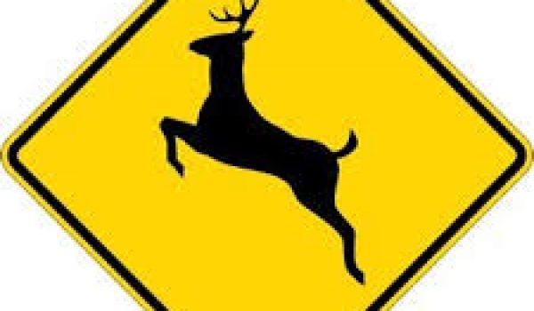 deer warning