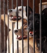 depositphotos_130456092-stock-photo-homeless-dogs-in-cage