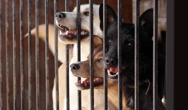 depositphotos_130456092-stock-photo-homeless-dogs-in-cage