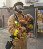 derry fire dog