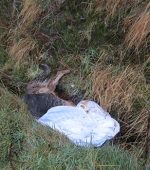 20th January 2021
Body of German shepherd dog found dumped in drain
The ISPCA recently received a call from a member of the public about a deceased German shepherd dog near Ballinahone, Burnfoot, Co. Donegal.
Senior Inspector Kevin McGinley responded and was confronted by the gruesome sight of the body of the female dog wrapped in a plastic shower curtain and dumped in a drain.
Inspector McGinley said: “It was shocking and irresponsible to discover an animal discarded in this manner, clearly showing no respect for either the dog or the environment”.
Kevin added: “I scanned the deceased dog for a microchip and although microchipping is a legal requirement, there was no chip present, making it difficult to locate an owner.  Investigations are continuing and we are appealing to the public to get in touch in confidence with any information to assist us with our inquiries”.
If you have any information or suspect animal cruelty, abuse or neglect to an animal, please contact the ISPCA National Animal Cruelty Helpline, in confidence on 1890 515 515, report online here or email helpline@ispca.ie.