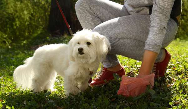 dog foul poo