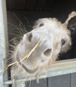 donegal donkey sanctuary