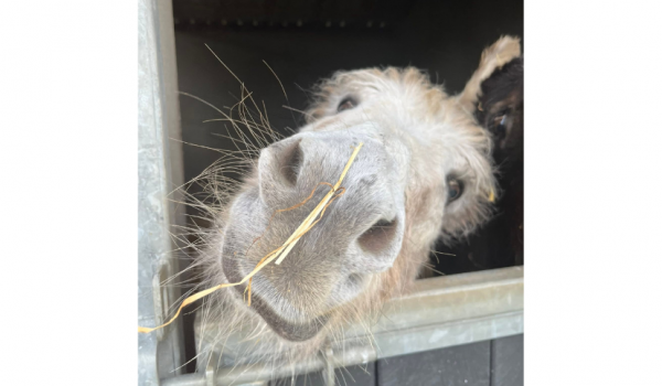 donegal donkey sanctuary