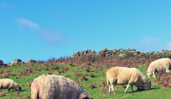 farm famers sheep