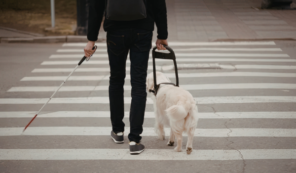 guide dog