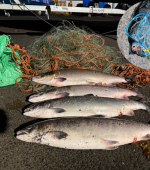 illegal fishing