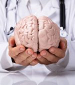 Doctor In White Gown Holding Human Brain Model