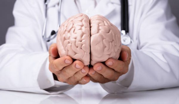 Doctor In White Gown Holding Human Brain Model