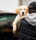 Male Criminal Stealing Or Dognapping Puppy During Health Lockdown