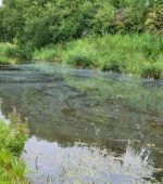 Surface pollution on the Leeds Liverpool Canal in Lancashire, England, UK