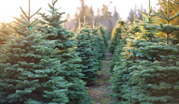 christmas trees