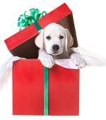 A yellow lab puppy in a gift box for Christmas