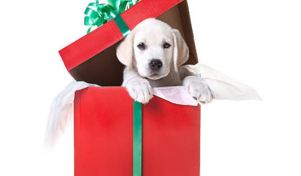 A yellow lab puppy in a gift box for Christmas