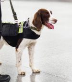 Springer explosive detection dog with chains in subway,  working dog, bomb-sniffing dog.