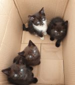 kittens rescue