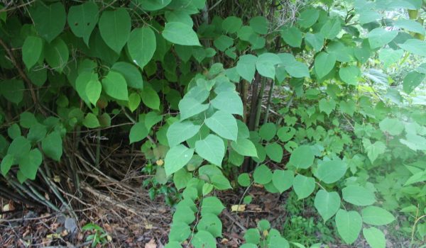 knotweed
