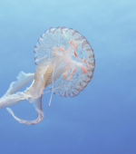 mauve stinger jellyfish