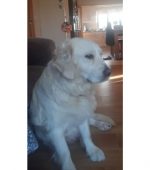 missing dog