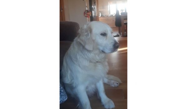 missing dog
