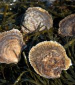 native oysters
