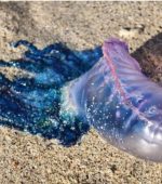portuguese man o war