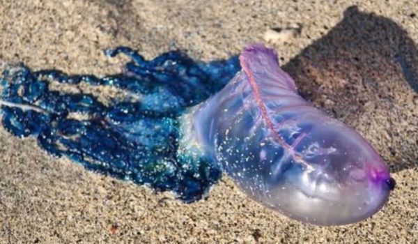 portuguese man o war