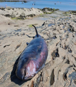 rathmullan whale