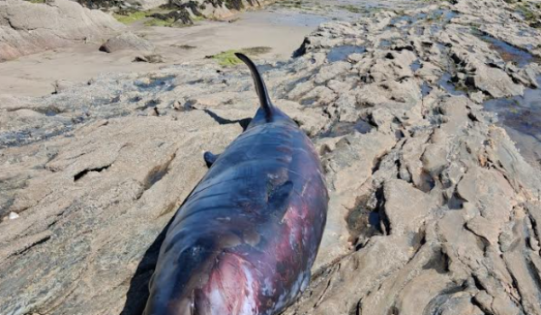 rathmullan whale