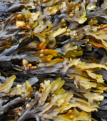 seaweed