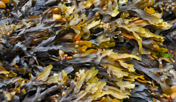 seaweed