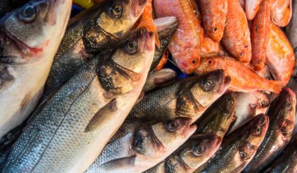 fish