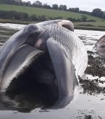 Whale, Washed up, Ramelton, Highland Radio, Letterkenny, Donegal