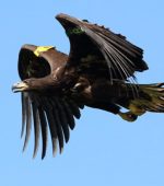 white tailed eagle